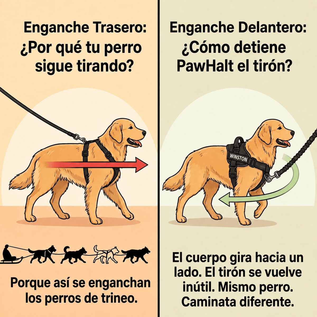 Arnés anti tirones para perros + Correa Elástica- Camina sin que te arrastre